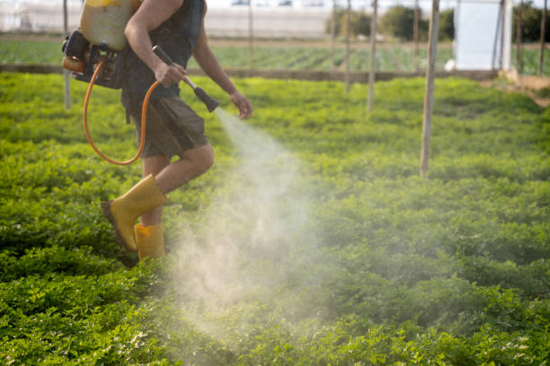 Best Flea Control Services  in El Rancho, NM