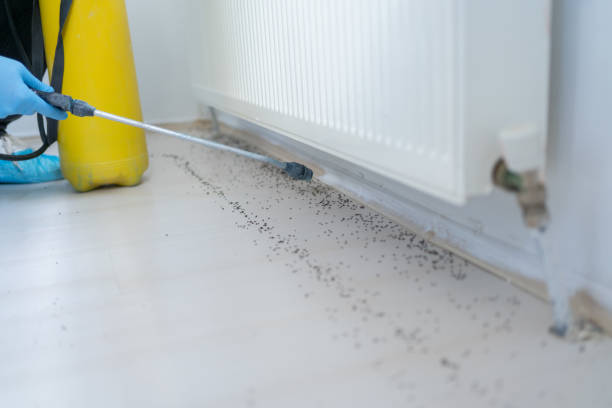 Best Pest Control Near Me  in El Rancho, NM